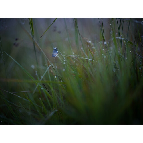 hasselblad-xcd-90mm-f25-v-lens-02